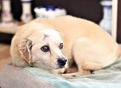 USZEK - kochany staruszek, pobity i zostawiony na pewną śmierć, do adopcji,, Łódzkie, Łódź