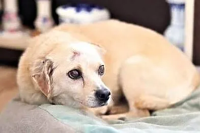 USZEK - kochany staruszek, pobity i zostawiony na pewną śmierć, do adopcji,, Łódzkie, Łódź