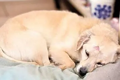 USZEK - kochany staruszek, pobity i zostawiony na pewną śmierć, do adopcji,, Łódzkie, Łódź