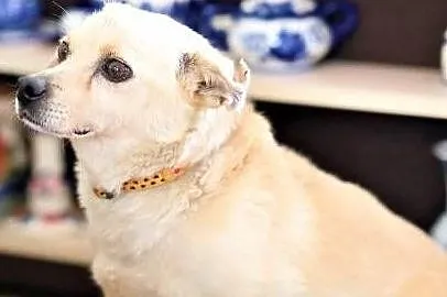 USZEK - kochany staruszek, pobity i zostawiony na pewną śmierć, do adopcji,, Łódzkie, Łódź