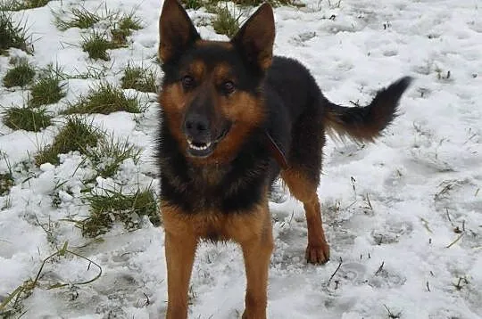 Młody Leon, przyjazny, grzeczny psiak w typie OWCZARKA adopcja