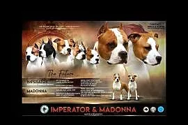 American Staffordshire Terrier szczenięta