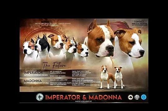 American Staffordshire Terrier szczenięta