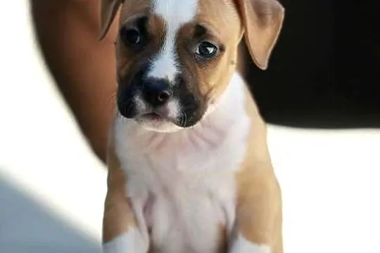 American Staffordshire Terrier szczenięta, Małopolskie, Wapienne