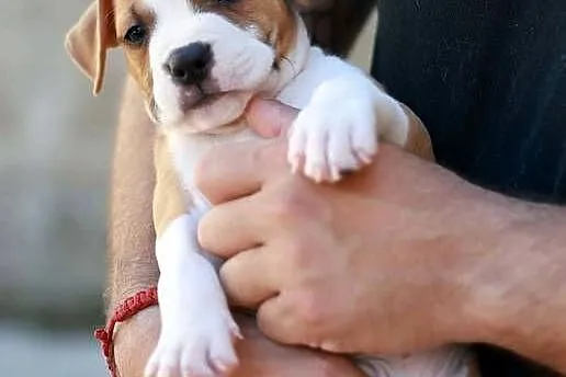 American Staffordshire Terrier szczenięta, Małopolskie, Wapienne