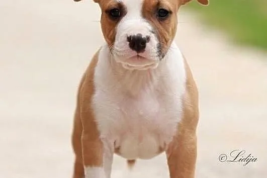 American Staffordshire Terrier szczenięta, Małopolskie, Wapienne