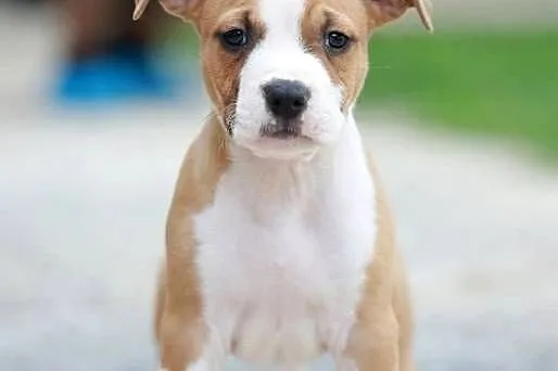 American Staffordshire Terrier szczenięta, Małopolskie, Wapienne