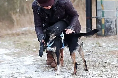 Tofik roczny radosny psiaczek marzy o kochającym d