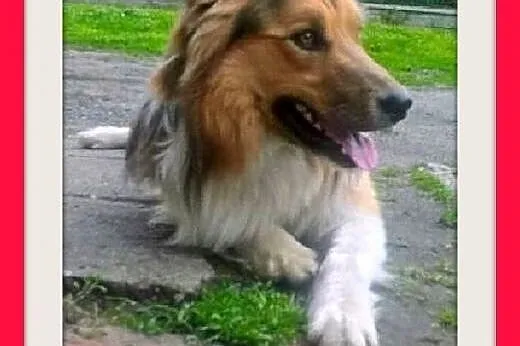 Border collie,młody,2letni wesoły pies UGO.Adopcja