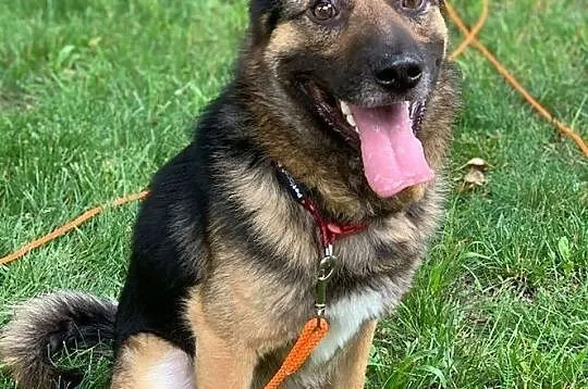 BORYS - wyjątkowo przyjazny i pozytywny pies do adopcji