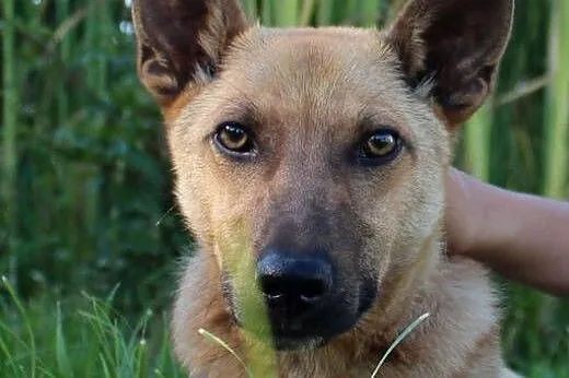 Banan, Kobi i Felek szukaja domu !,  podkarpackie 