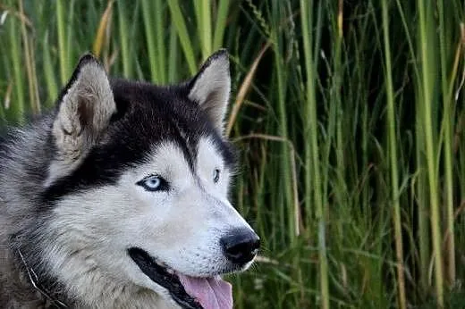 Banan, Kobi i Felek szukaja domu !,  podkarpackie 