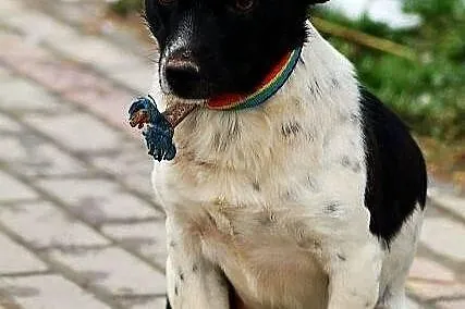 PINIA -smutne oczki jak guziczki