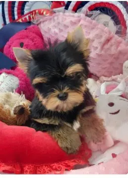 Szczenięta York Terriera do adopcji E-mail: {{amandinelisa01@gmail.com}}