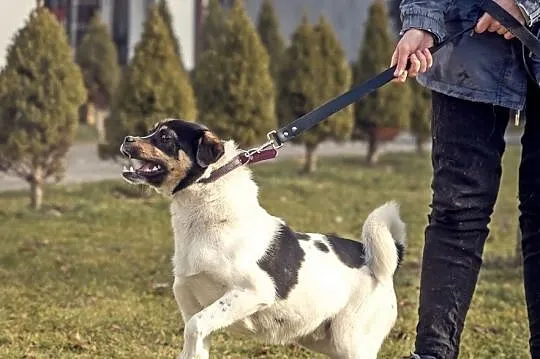 Cudowny, młody Oreo czeka na dom!, Częstochowa