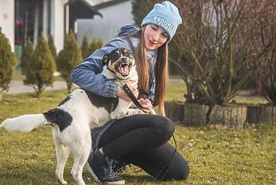 Cudowny, młody Oreo czeka na dom!, Częstochowa