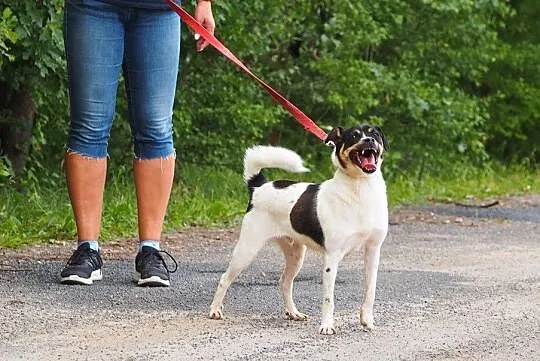 Cudowny, młody Oreo czeka na dom!, Częstochowa