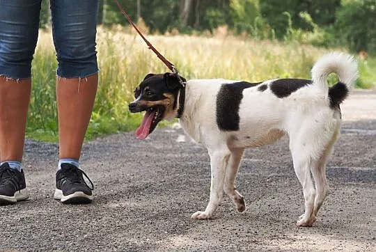 Cudowny, młody Oreo czeka na dom!, Częstochowa