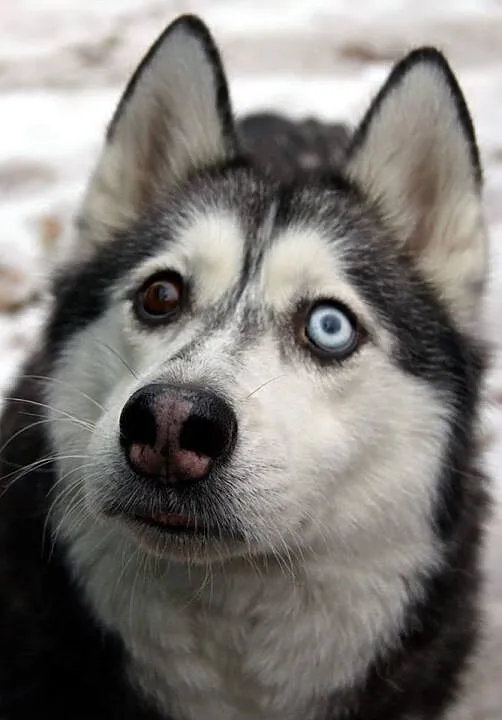 Dafne, przepiękna, bardzo delikatna suczka HUSKY A