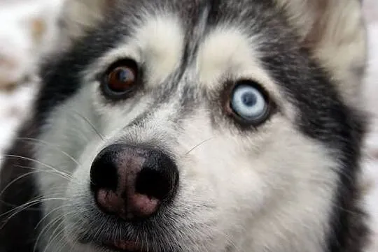 Dafne, przepiękna, bardzo delikatna suczka HUSKY A