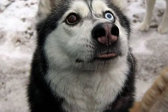 Dafne, przepiękna, bardzo delikatna suczka HUSKY A