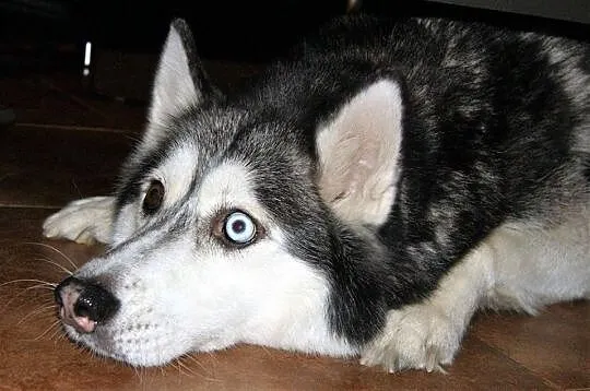 Dafne, przepiękna, bardzo delikatna suczka HUSKY A