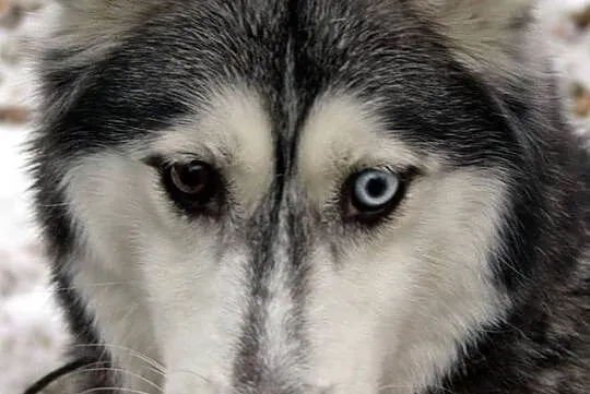Dafne, przepiękna, bardzo delikatna suczka HUSKY A