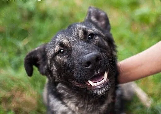 Kochany Dingo szuka dobrego domu, łódzkie Łódź