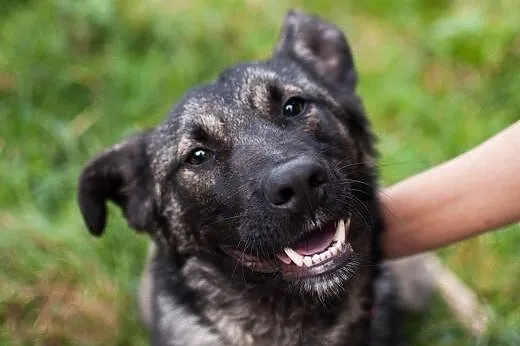 kochany Dingo szuka dobrego domu, łódzkie Łódź