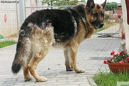 Cywil - spokojny, duży psiak, Mazowieckie, Nowy Dwór Mazowiecki