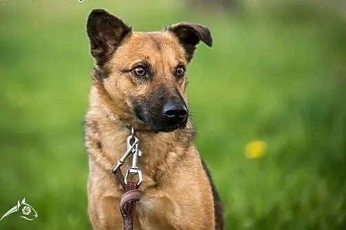 AMBER - rodzinie serce da, tyle miłości w sobie ma