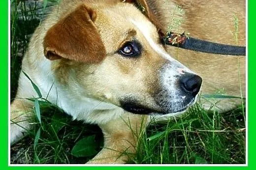1,5 roku, 15 kg, srednio aktywna,łagodna,przyjacie
