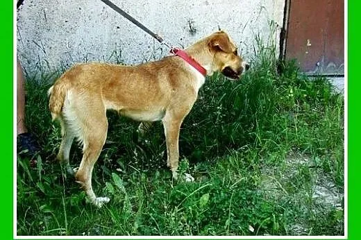 1,5 roku, 15 kg, srednio aktywna,łagodna,przyjacie