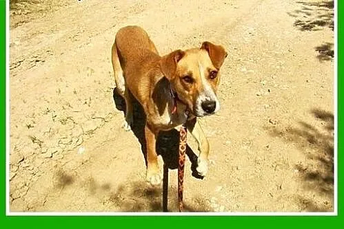 1,5 roku, 15 kg, srednio aktywna,łagodna,przyjacie
