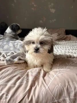 Urocze szczeniaki Shih Tzu... napisz do mnie na WhatsApp: +44 7453 907158, , Dąbrówka Warszawska