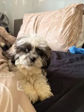 Urocze szczeniaki Shih Tzu... napisz do mnie na WhatsApp: +44 7453 907158, , Dąbrówka Warszawska