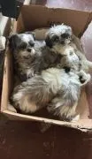 Urocze szczeniaki Shih Tzu... napisz do mnie na WhatsApp: +44 7453 907158
