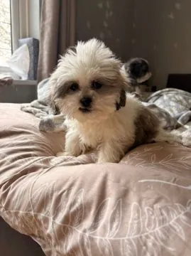 Urocze szczeniaki Shih Tzu... napisz do mnie na WhatsApp: +44 7453 907158, , Dąbrówka Warszawska