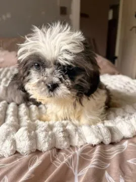 Urocze szczeniaki Shih Tzu... napisz do mnie na WhatsApp: +44 7453 907158, , Dąbrówka Warszawska