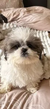 Urocze szczeniaki Shih Tzu... napisz do mnie na WhatsApp: +44 7453 907158, , Dąbrówka Warszawska