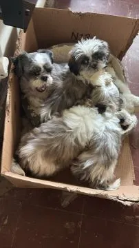 Urocze szczeniaki Shih Tzu... napisz do mnie na WhatsApp: +44 7453 907158, , Dąbrówka Warszawska