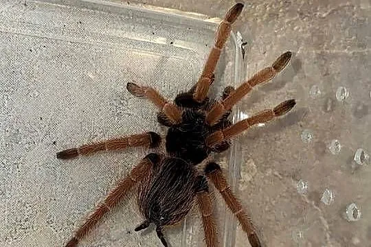 Pająk Megaphobema robustum samice 3.5DC, Małopolskie, Kraków