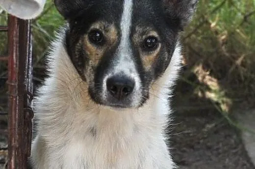 Oskar przyjacielski psiak -  mix foxterrierka ,  m