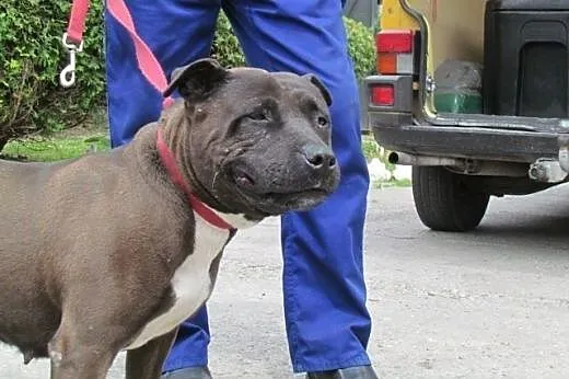 Tara - amstafka do adopcji,  dolnośląskie Wrocław