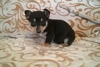 Cztery sunie po pinczerkowatej suni,adopcja!!,  świętokrzyskie Kielce
