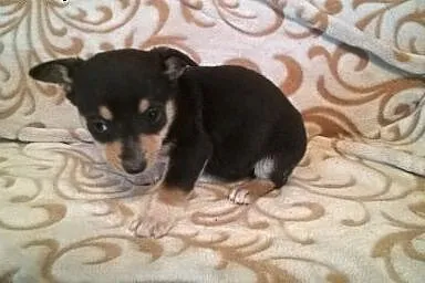 Cztery sunie po pinczerkowatej suni,adopcja!!,  św