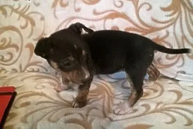 Cztery sunie po pinczerkowatej suni,adopcja!!,  św