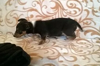 Cztery sunie po pinczerkowatej suni,adopcja!!,  św