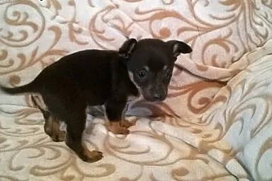 Cztery sunie po pinczerkowatej suni,adopcja!!,  św