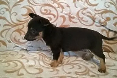 Cztery sunie po pinczerkowatej suni,adopcja!!,  św